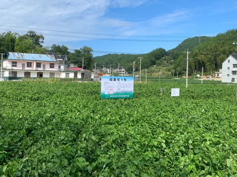 有机蔬菜种植,绿意盎然的新潮流